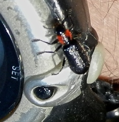 Placopterus thoracicus