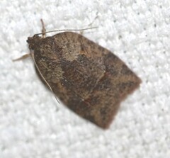 Thyromorpha stibaropis