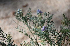 Astragalus gruinus