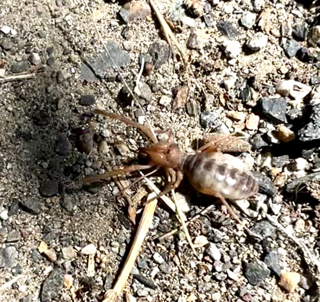Eremobates scaber