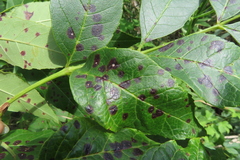 Phyllosticta fraxini