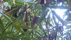 Batrachostomus javensis