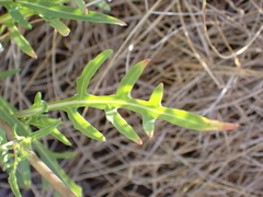 Diplotaxis tenuifolia