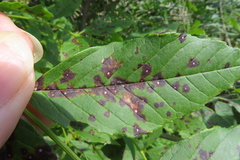 Phyllosticta fraxini