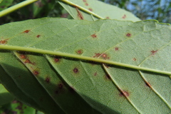 Phyllosticta fraxini