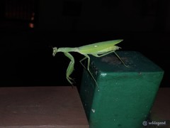 Hierodula patellifera