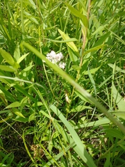 Filipendula vulgaris