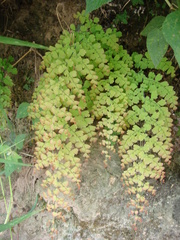 Adiantum concinnum