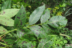 Phyllosticta fraxini