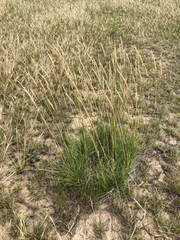 Psathyrostachys juncea