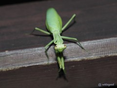 Hierodula patellifera