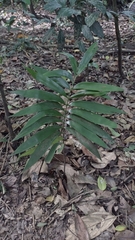 Zamia prasina
