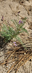 Astragalus gruinus