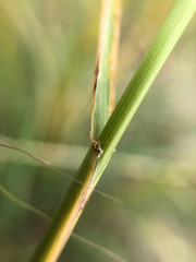 Psathyrostachys juncea