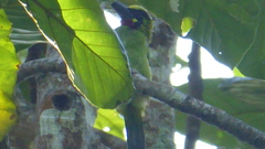 Psilopogon javensis