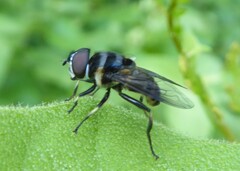 Kertesziomyia