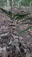 Zamia prasina