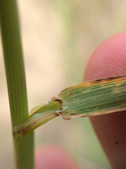 Psathyrostachys juncea