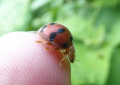 Henosepilachna enneasticta