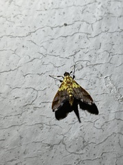 Agrotera citrina
