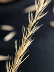 Psathyrostachys juncea