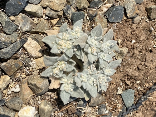 iNaturalist observation photo of turkey mullein