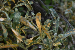 Melampsora epitea