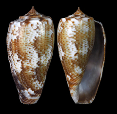 Conus cuvieri