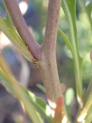 Diplotaxis tenuifolia