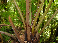 Cyathea schiedeana