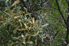 Melampsora epitea