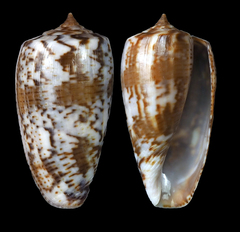 Conus cuvieri