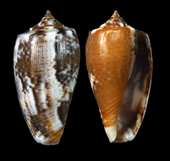 Conus cuvieri