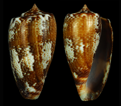 Conus cuvieri