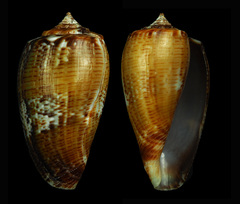 Conus cuvieri
