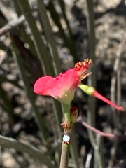 Euphorbia cymbifera