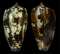 Conus cuvieri