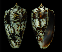 Conus cuvieri