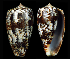 Conus cuvieri