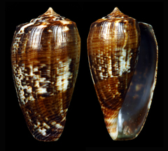 Conus cuvieri