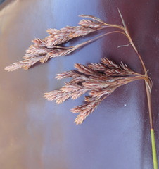 Thamnochortus muirii