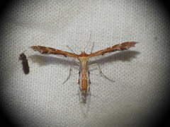 Stangeia siceliota