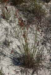 Thamnochortus muirii