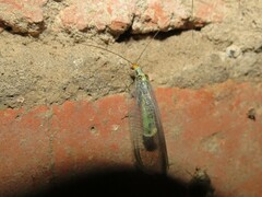 Nothochrysa fulviceps