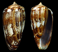 Conus cuvieri