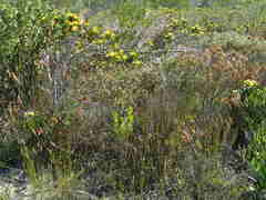 Thamnochortus muirii