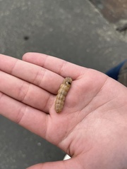 Litoprosopus coachella