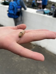 Litoprosopus coachella