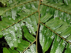 Cyathea schiedeana