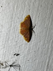 Chrysocraspeda leighata